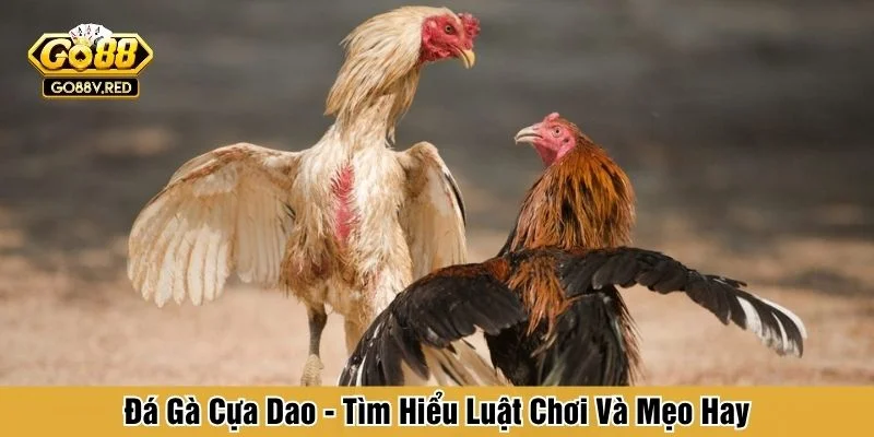 Đá gà cựa dao
