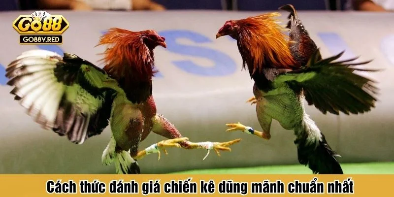 Đánh giá chiến kê để vào cược chuẩn hơn